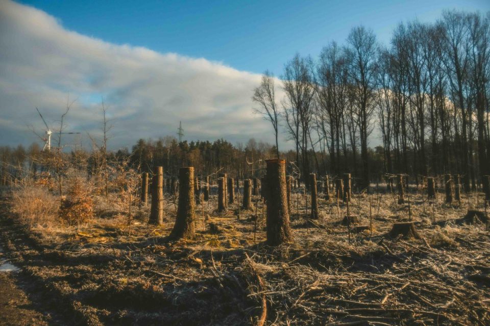 “Embargos automáticos preocupam agro por impacto em crédito e exportações”, avalia especialista
