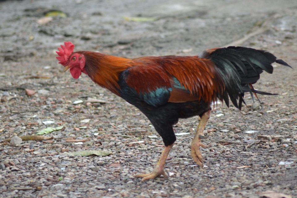 China retoma importações de frango do Brasil após suspensão por gripe aviária